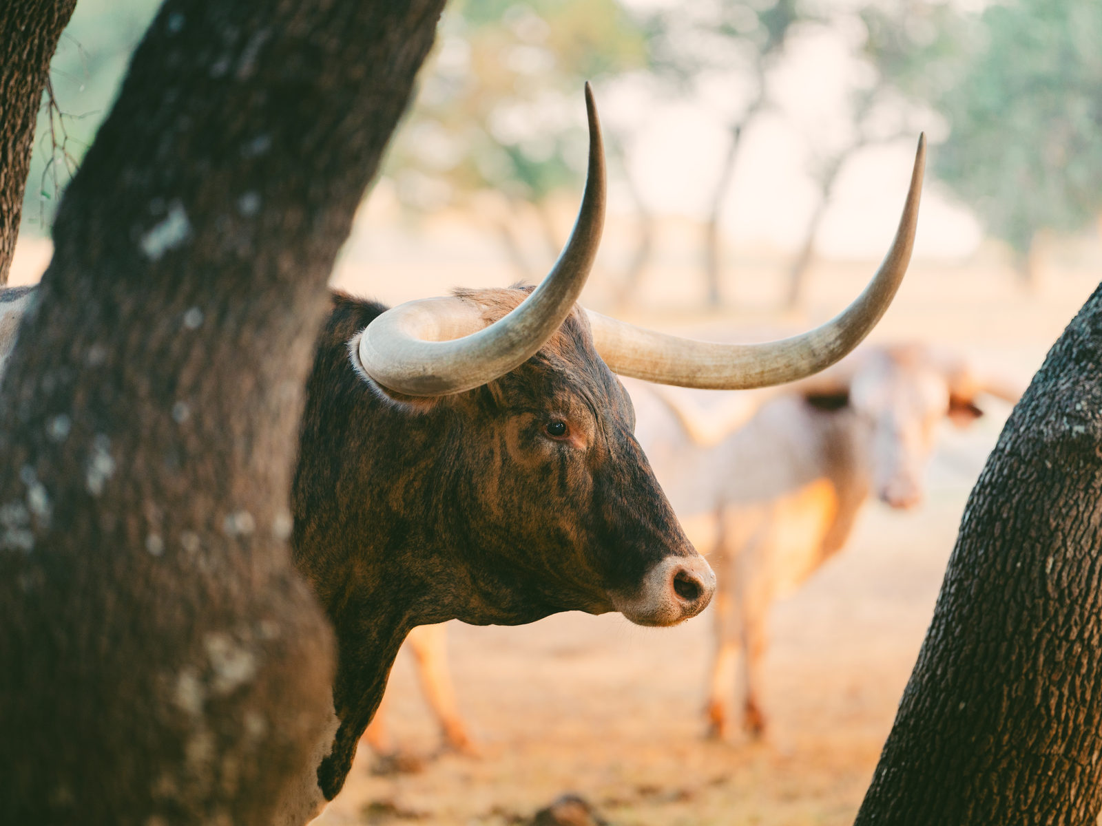 A longhorn in the shade of the oaks, the rest of the herd beyond