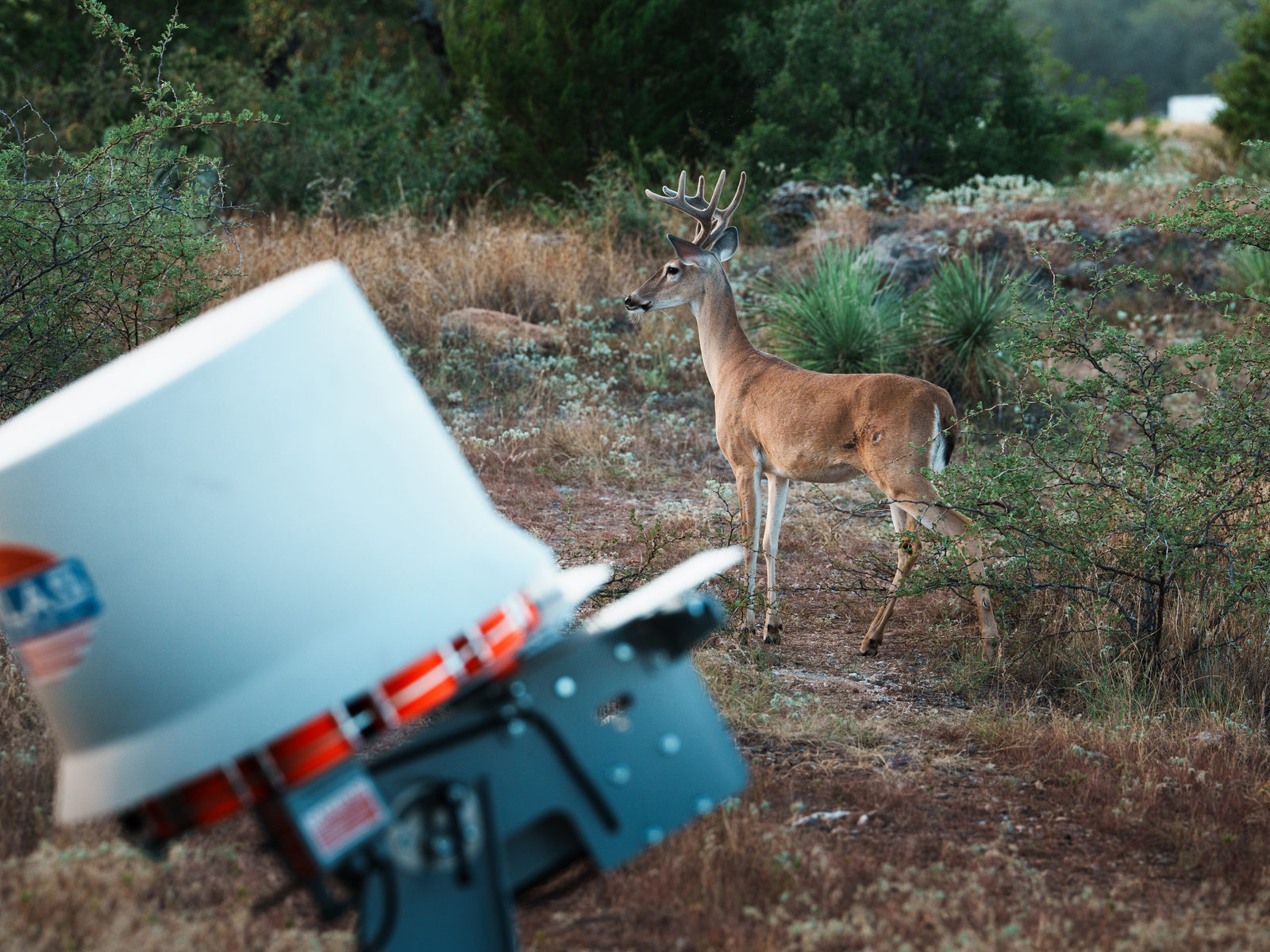 A whitetail buck stepping past a feeder at first light